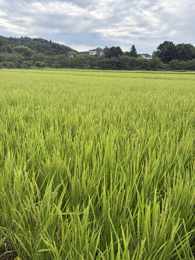 実った稲穂が広がる、柱田農園の田んぼ
